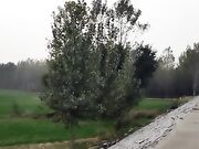 骚货少妇 户外野地口交后入车震 非常精彩