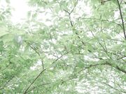 台灣性愛旅行 櫻花篇