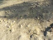 街头搭讪系列只要钱到位妹子当场撩开裙子给你看逼并且随便操