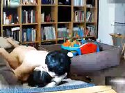 破解家庭网络摄像头偷拍身材保持的不错的少妇貌似刚生完孩子不久在沙发上啪啪