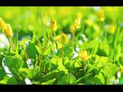 白嫩小表妹被大表哥提前性教育了