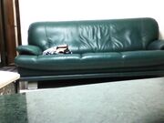 媳妇公事出差不在家中沙发上与身材苗条漂亮小姨子激烈啪啪啪偸情