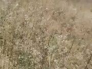 为人气超大胆真实刺激首操 户外勾搭52岁大爷野战啪啪 全程无套站炮后入猛操